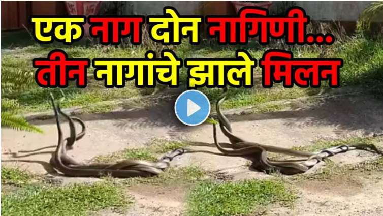 Viral video 3 snakes